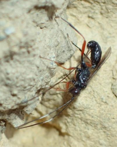 Stenarella domator